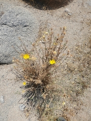 Balbisia peduncularis