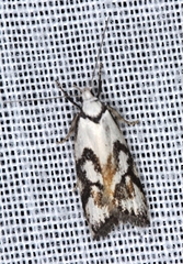 Cosmaresta anarrecta