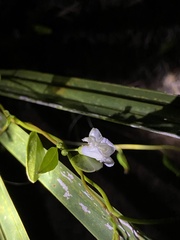 Jacquemontia curtissii