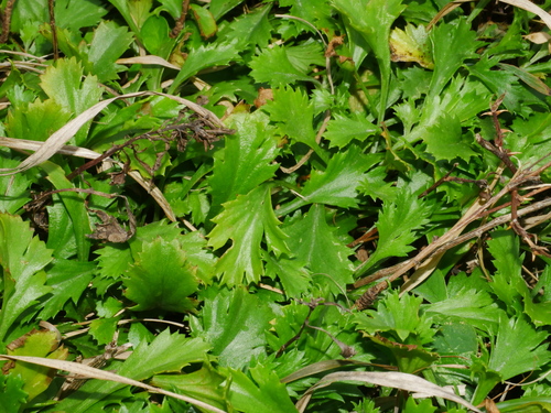Artemisia japonica, photograph 6