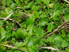 Artemisia japonica, photograph (c) Jacy Chen, some rights reserved (CC BY)
