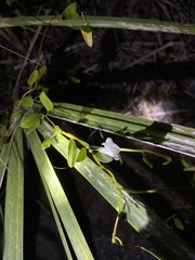 Jacquemontia curtissii