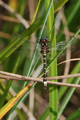 Gomphomacromia paradoxa