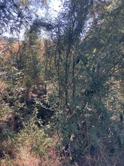 Sophora microphylla