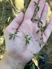 Coprosma propinqua