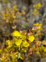 Dinemandra ericoides