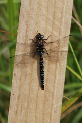 Rhionaeschna variegata