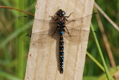 Rhionaeschna variegata