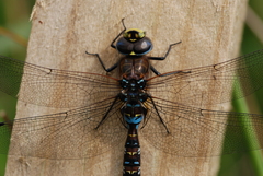 Rhionaeschna variegata