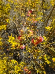 Dinemandra ericoides