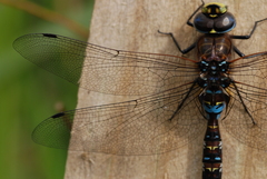 Rhionaeschna variegata