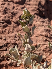Atriplex confertifolia