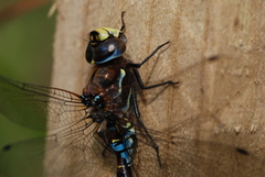 Rhionaeschna variegata