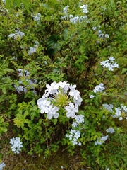 Plumbago