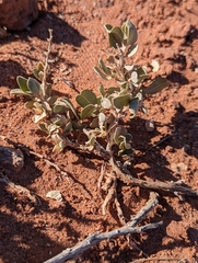 Atriplex confertifolia