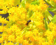 Hylaeus