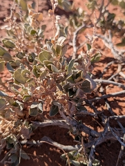 Atriplex confertifolia