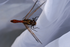 Sympetrum villosum