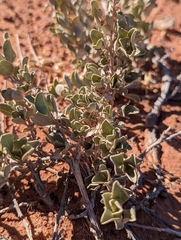 Atriplex confertifolia