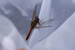 Sympetrum villosum