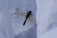Sympetrum villosum