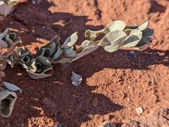 Atriplex confertifolia