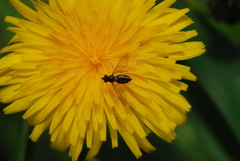 Toxomerus vertebratus