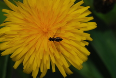 Toxomerus vertebratus