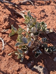 Atriplex confertifolia