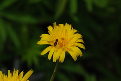 Toxomerus vertebratus