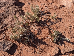 Atriplex confertifolia
