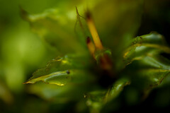 Plagiomnium venustum