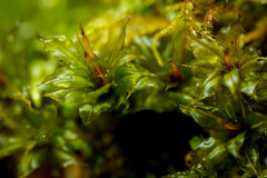 Plagiomnium venustum