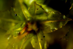 Plagiomnium venustum