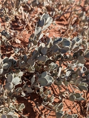 Atriplex confertifolia