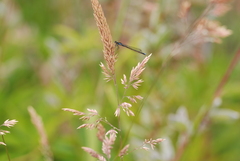 Cyanallagma interruptum