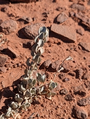 Atriplex confertifolia