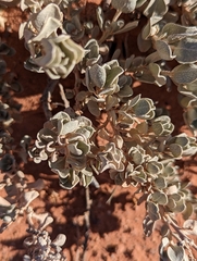 Atriplex confertifolia