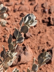 Atriplex confertifolia