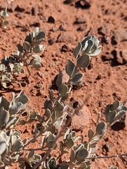 Atriplex confertifolia