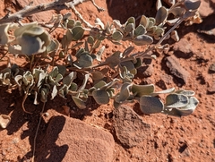 Atriplex confertifolia