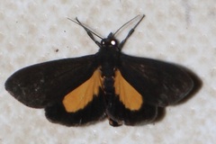 Virbia mentiens