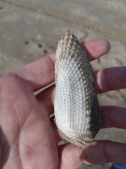 Cyrtopleura costata