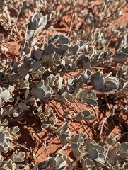 Atriplex confertifolia