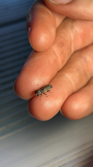 Bostrichidae