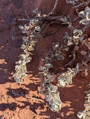 Atriplex confertifolia