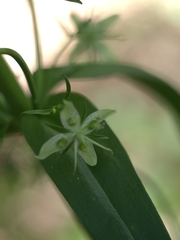 Frasera caroliniensis