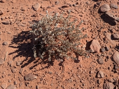 Atriplex confertifolia
