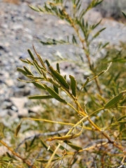 Senna cumingii