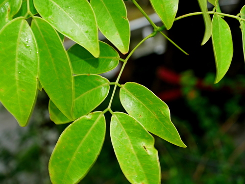 Image of Entada phaseoloides by (c) Jacy Chen, some rights reserved (CC BY)